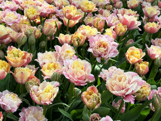 Beautiful tulips flowers pink yellow petals.