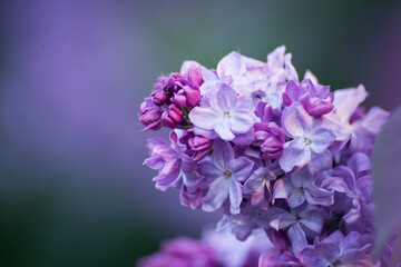 close up of lilac