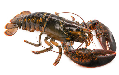Red mango in Bamboo basket on wooden table background, Fresh Japanese Elegant mango fruits “Egg of the Sun” Sugar content of 16 degrees on wooden background.