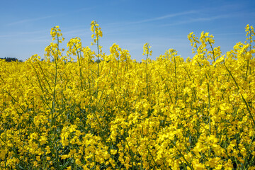 field of beautiful springtime golden flower of rapeseed with blue sky, canola colza in Latin Brassica napus, rapeseed is plant for green industry