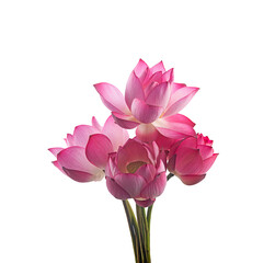 fresh pink royal lotus flowers on white background,isolated