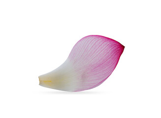 pink royal lotus petal on a white background,isolated