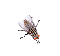 fly insect on a white,isolated