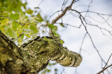 old tree bark texture with green leaves and blue sky background in countryside