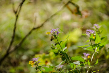 Wild flowers on the meadow in spring. Selective focus.