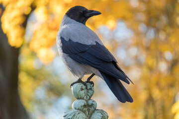 Naklejka premium The hooded crow against the background of autumn yellow leaves. Corvus cornix