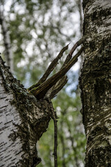 Fototapeta premium birch forest in summer with green foliage and old tree trunks