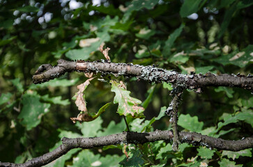 Dry oak leaves on the branches of a tree in the forest