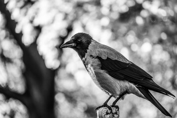 Naklejka premium The hooded crow . Corvus cornix