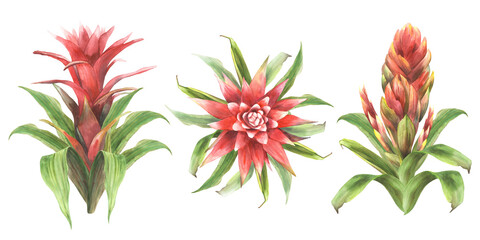 Tropical red flower set, home plant, leaves. House plants exotic bromeliad bud, jungle tropical floral Clipart. Watercolor hand drawn illustration for greeting card print. Isolated white background. 