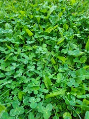 green leaves background