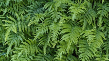 natural green fern wallpaper background texture