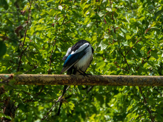 black night heron