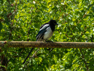 crow on a branch