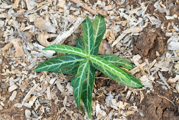 Hemidesmus indicus or Indian sarsaparilla has long, slender green leaves with colored stripes on the leaves. It is a creeping plant with fragrant roots and is a traditional medicinal herb.