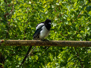 crow on a branch