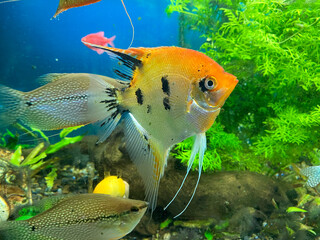 Les poissons dans un aquarium