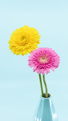 ピンクと黄色のガーベラの花が花瓶に飾ってある花の写真素材