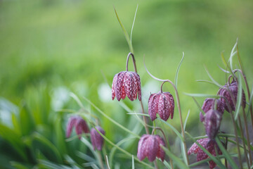 Fritillaria meleagris. Early spring flower background. Chess Flower on a meadow. Charming chequered snakes head lily.