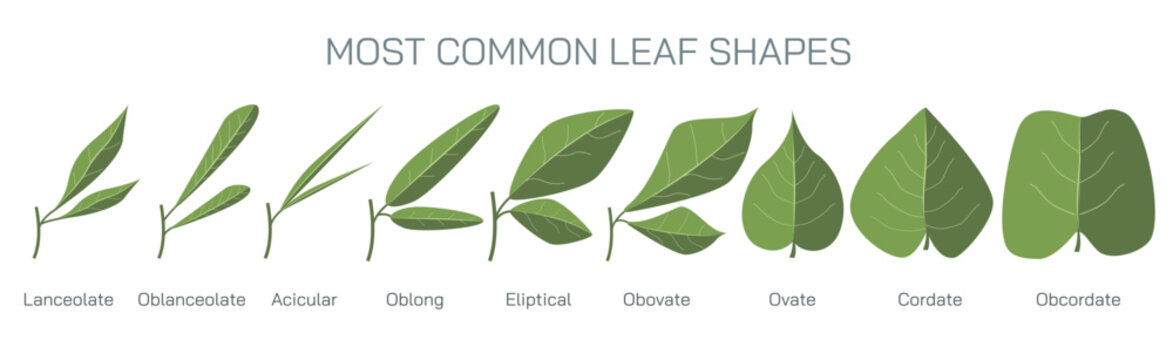 There are two different types of leaves, simples leaves and compound leaves. The other types of leaves include acicular, linear, lanceolate, orbicular, cordate, lanceolate, lyrate, oblique etc vector