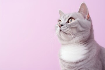 Obraz premium Medium shot portrait photography of a curious american shorthair cat grooming in front of pastel or soft colors background