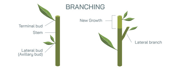 Cutting a stem to a bud or a branch of a plant is called branching and pruning. By cutting to an outside bud, the new shoots will not grow through the interior of the plants Vector illustration.