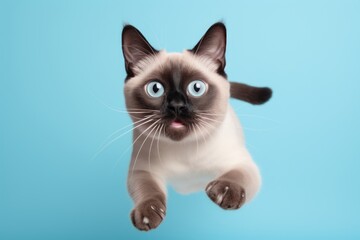 Fototapeta premium Full-length portrait photography of a smiling siamese cat hopping on pastel or soft colors background