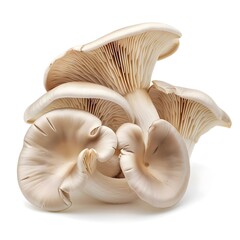 mushrooms isolated on white background