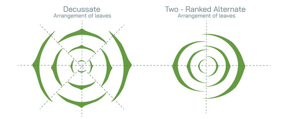 The arrangement of leaves on a stem is known as phyllotaxy, leaves can be classified as either alternate, spiral, opposite, or whorled. vector illustration. Types of leaf arrangements specification.