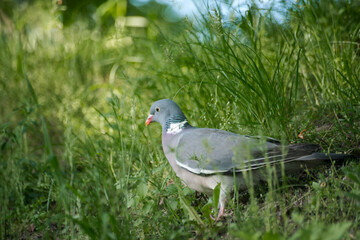pigeon on the grass