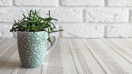 Young Rhipsalis plant in teal dotted mug on a table with textured talecloth on white bricks wall...