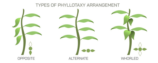 The arrangement of leaves on a stem is known as phyllotaxy, leaves can be classified as either alternate, spiral, opposite, or whorled. vector illustration. Types of leaf arrangements specification.