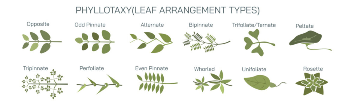The arrangement of leaves on a stem is known as phyllotaxy, leaves can be classified as either alternate, spiral, opposite, or whorled. vector illustration. Types of leaf arrangements specification.