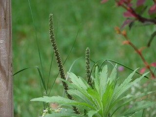 野に咲くオオバコのつぼみ