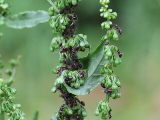 ギシギシのつぼみに集まるギシギシアブラムシと黒い蟻