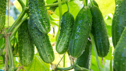 The bush cucumbers hang on the trellis in the garden .