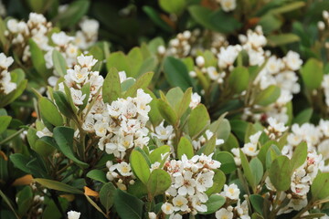 開花した白いシャリンバイの花