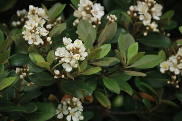 開花した白いシャリンバイの花