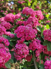 Obraz premium pink flowers