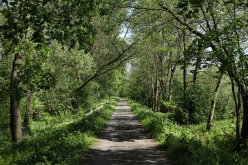 a landscape with a path in the forest