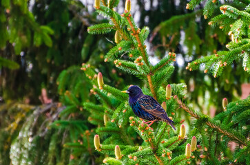 The common starling (Sturnus vulgaris), also known as the European starling perches on a tree...