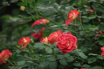 開花した赤いバラの花