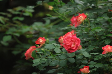 開花した赤いバラの花