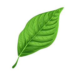 Obraz premium Green leaf with smooth edges.