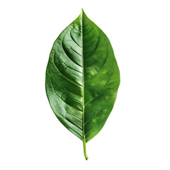 Fototapeta premium Green leaf on a white background, with veins clearly visible.