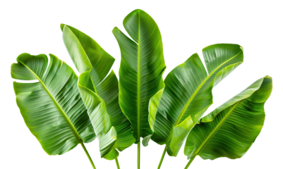 Fresh, lush green banana leaves, cut out