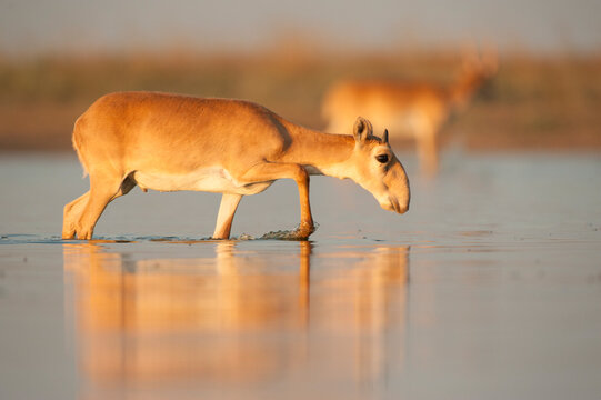 Saiga antelope (Saiga tatarica) male with horns growing, walking through water, Astrakhan, Southern Russia, Russia. October. 