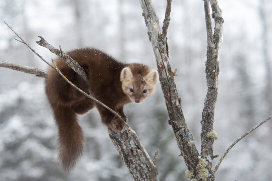 Sable (Martes zibellina) in tree, Irkutsk, Siberia, Russia. November. 
