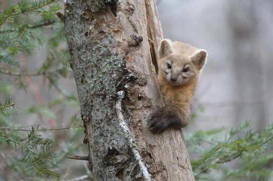 Sable (Martes zibellina) climbing out of tree trunk,  Irkutsk, Siberia, Russia. November. 