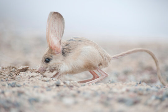 Long-eared jerboa (Euchorentes naso) South Gobi Desert, Mongolia. June. 